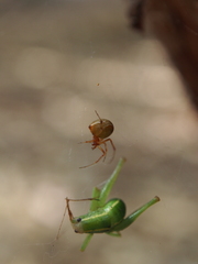 Parasteatoda lunata