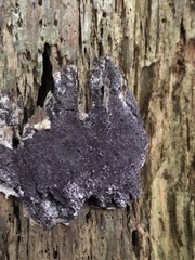 Nectriopsis violacea