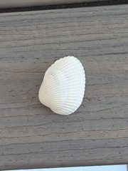 Arcoidea