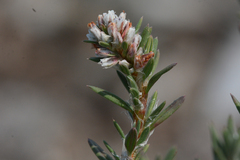 Polygonum paronychia