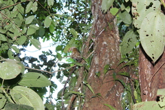 Cebuella niveiventris