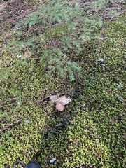 Hebeloma crustuliniforme