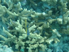 Chrysiptera biocellata