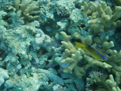 Chrysiptera biocellata