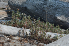 Polygonum paronychia