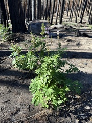 Lupinus latifolius