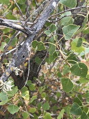 Euhexomyza schineri