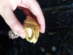 Tricholoma equestre