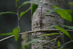 Anolis schiedii
