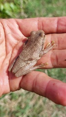 Trachycephalus typhonius