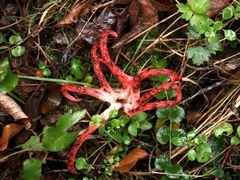 Clathrus archeri