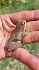 Trachycephalus typhonius