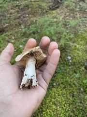 Hebeloma crustuliniforme