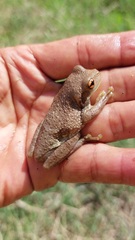 Trachycephalus typhonius