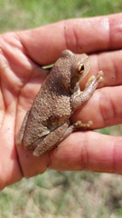 Trachycephalus typhonius