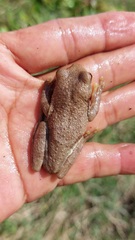 Trachycephalus typhonius