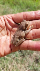 Trachycephalus typhonius