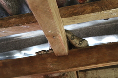 Boa constrictor