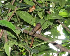 Cebuella niveiventris