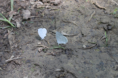 Celastrina