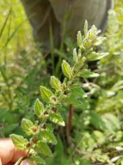 Lithospermum occidentale