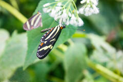 Mechanitis menapis mantineus