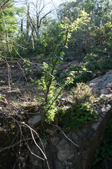 Fouquieria macdougalii