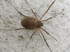 Oligolophus hanseni