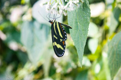 Mechanitis menapis mantineus