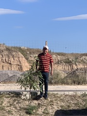 Prosopis glandulosa