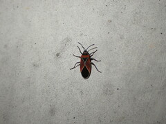 Neacoryphus bicrucis