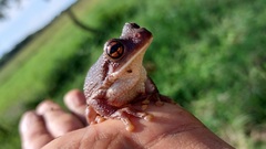 Trachycephalus typhonius