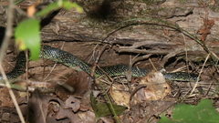 Lampropeltis holbrooki