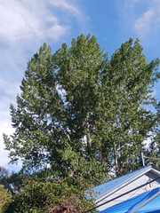 Populus