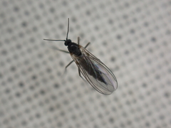 Sciaroidea