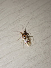 Hyaliodes