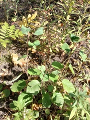 Amelanchier interior