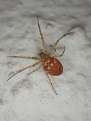 Metellina segmentata