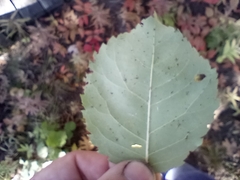 Amelanchier interior