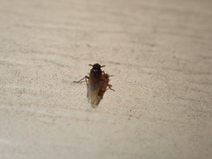 Delphacidae