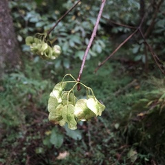 Ptelea trifoliata