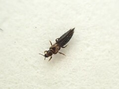 Thrips obscuratus