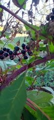 Phytolacca americana
