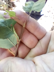 Amelanchier interior