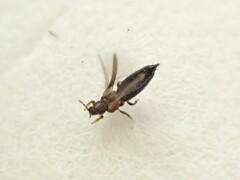 Thrips obscuratus