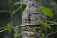 Anolis schiedii