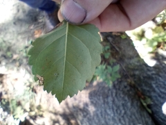 Amelanchier interior