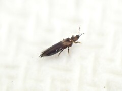 Thrips obscuratus