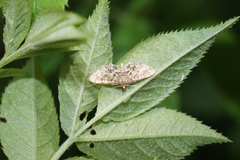 Spilomelinae