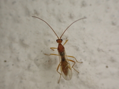 Braconidae